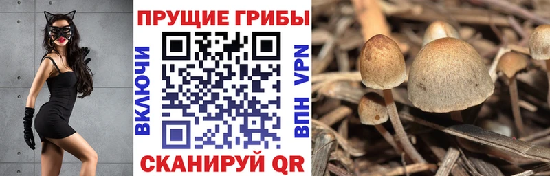 цена   Нововоронеж  Галлюциногенные грибы MAGIC MUSHROOMS 